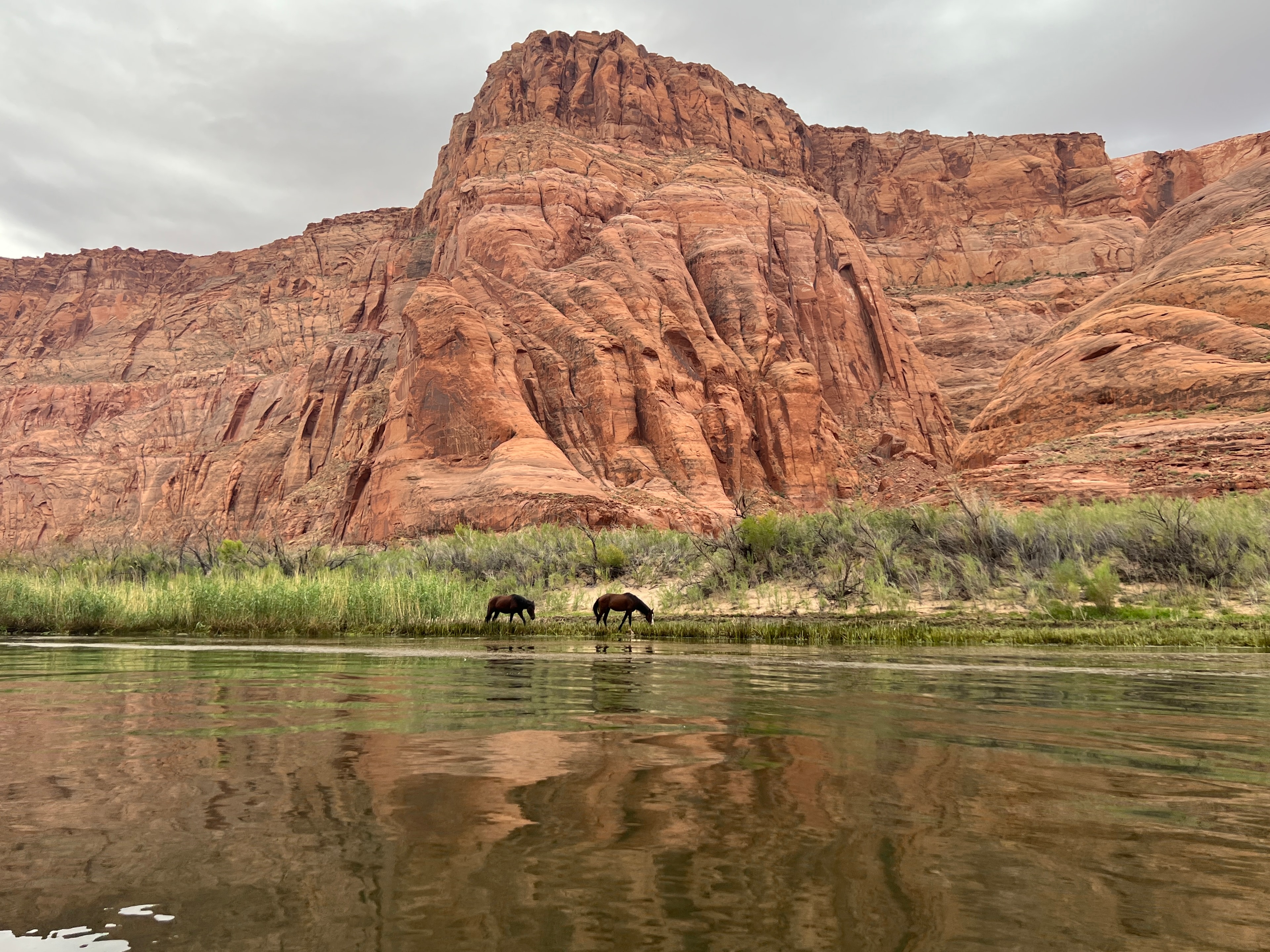 Wild horses drinking from the Colorado River below Glen Canyon Dam at Lees Ferry